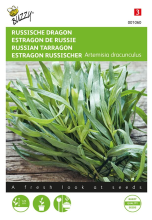 Buzzy seeds Buzzy® Dragon zaden
