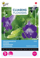 Buzzy seeds Buzzy® Klimplant   Leeuwenmuiltje zaden   Asarina Blue