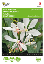 Buzzy seeds Buzzy® Prachtkaars zaden   Gaura lindheimerii   Sparkle White