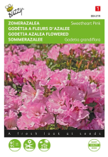 Buzzy seeds Buzzy® Zomer Azalea zaden   Salmon Princess