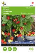 Buzzy seeds Buzzy® Hangaardbei zaden   Ruby Ann F1   roodbloeiend