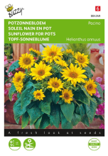 Buzzy seeds Buzzy® Lage Potzonnebloem zaden   Pacino