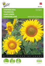 Buzzy seeds Buzzy® Lage Zonnebloem zaden   Sunspot   geel