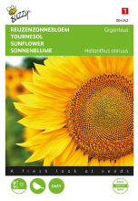 Buzzy seeds Buzzy® bloemzaden   Reuzenzonnebloem    Giganteus