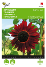 Buzzy seeds Buzzy® bloemzaden   Zonnebloem    Avondzon
