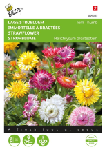 Buzzy seeds Buzzy® Lage Strobloem zaden   Tom Thumb   gemengd