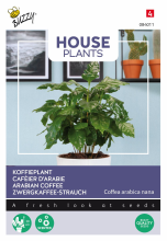 Buzzy seeds Buzzy® Kamerplant   Koffieplant zaden   Coffea Arabica
