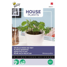 Buzzy seeds Buzzy   bloemzaden   House Plants Mimosa Pudica   Kruidje roer me niet