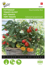 Buzzy seeds Buzzy® Kerstomaat zaden   Micro Cherry