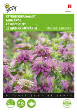 Buzzy seeds Buzzy   bloemzaden   Monarda, Citroenbergamot