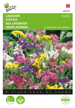 Buzzy seeds Buzzy® Lamsoor zaden   Pacific   gemengd
