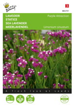 Buzzy seeds Buzzy   bloemzaden   Limonium, Lamsoor Purple Attraction