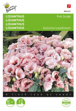 Buzzy seeds Buzzy® Lisianthus zaden   mini roze