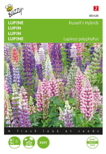 Buzzy seeds Buzzy® Lupine zaden   Russel’s Hybriden   gemengd