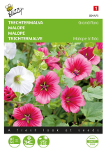 Buzzy seeds Buzzy® Trechtermalva zaden   Grandiflora   gemengd