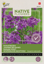 Buzzy seeds Buzzy   bloemzaden   Damastbloem Hesperis Matronalis