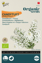 Buzzy seeds Buzzy   bloemzaden   Organic biologische Iberis (Scheefbloem Empress)