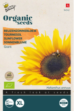 Buzzy seeds Buzzy   Bio Zonnebloem zaden   Giganteus