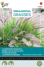 Buzzy seeds Buzzy   bloemzaden   Ornamental Grasses, Pennisetum alopecuriodes