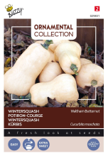 Buzzy seeds Buzzy® Pompoen zaden   Waltham Butternut