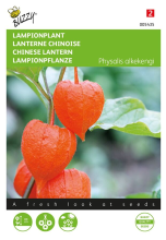 Buzzy seeds Buzzy® Lampionplant zaden   Physalis franchetti gigantea