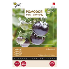 Buzzy seeds Buzzy Zwarte kerstomaatzaden   Pomodori 'Indigo Rose'