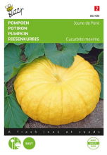 Buzzy seeds Buzzy® Pompoen zaden   Gele Reuzen