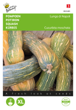 Buzzy seeds Buzzy Pompoen Wintersquash Zaden   Lunga di Napoli   Flesvormige Reuzepompoen