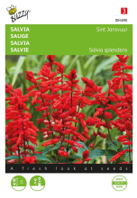 Buzzy seeds Buzzy® Salvia zaden   Sint Jansvuur