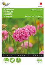 Buzzy seeds Buzzy   bloemzaden   Scabiosa Salmon Queen (duifkruid/speldenkussenbloem)