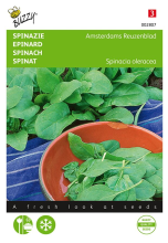Buzzy seeds Buzzy® Spinazie zaden   Amsterdams Reuzenblad scherpzaad