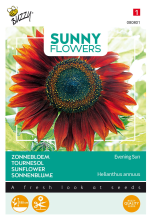 Buzzy seeds Buzzy® Zonnebloem zaden   Evening Sun