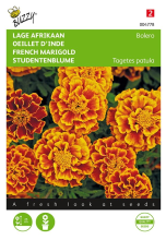 Buzzy seeds Buzzy® Lage afrikaan zaden   Tagetes Bolero