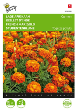 Buzzy seeds Buzzy® Lage afrikaan zaden   Carmen