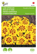 Buzzy seeds Buzzy® Lage afrikaan zaden   Naughty Marietta