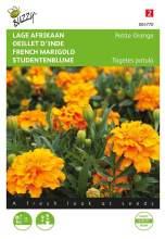 Buzzy seeds Buzzy® Lage afrikaan zaden   Tagetes Orange