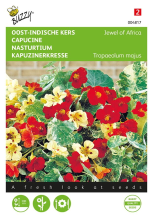 Buzzy seeds Buzzy® Oost Indische kers zaden   Jewel of Africa