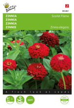 Buzzy seeds Buzzy   bloemzaden   Zinnia Scarlet Flame