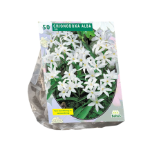 Baltus 'Chionodoxa Alba' voorjaarsbloeiers   50 bollen
