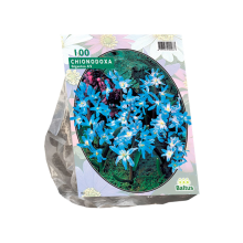 Baltus Chionodoxa Luciliae   Sneeuwroem   100 stuks