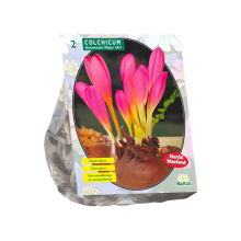 Baltus 'Colchicum Aut. Major'   voorjaarsbloeiers   2 bollen
