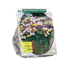Baltus 'Crocus Botanisch'   voorjaarsbloeiers   60 bollen
