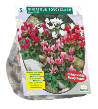 Baltus Tuincyclaam   Mix   najaarsbloeier   per 5   Najaarsbloembollen