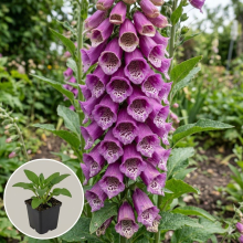 Planten Digitalis purpurea Excelsior Hybrids   pot 9x9 cm  