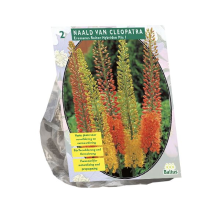 Baltus lelies 'Eremurus Ruiter Hybriden'   Mix   Najaarsbloeiers   Per 2 bollen (rood, geel)   Voorjaarsbloembollen