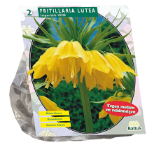 Baltus 'Fritillaria Imperialis Lutea'   voorjaarsbloeiers   Geel   2 bloembollen