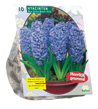 Baltus 'Hyacinth Blue Jacket'   voorjaarsbloeiers   10 bollen