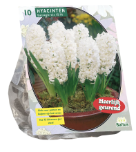 Baltus 'Hyacinth Carnegie'   voorjaarsbloeiers   10 bollen