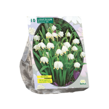 Baltus lenteklokje 'Leucojum'   Najaarsbloeiers   Per 10 bollen (wit)   Voorjaarsbloembollen