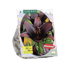 Baltus Lelie Bloembollen Lilium   Diverse kleuren   Zomerbloeier   Majestueus